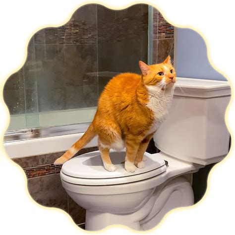 The Fear of Losing Control: A Dream About a Cat in a Toilet Tank